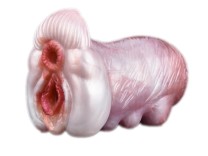 Monster Masturbator Alien Brainbug